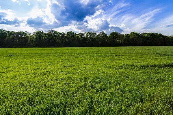 Landscape grass horizon plant Photo