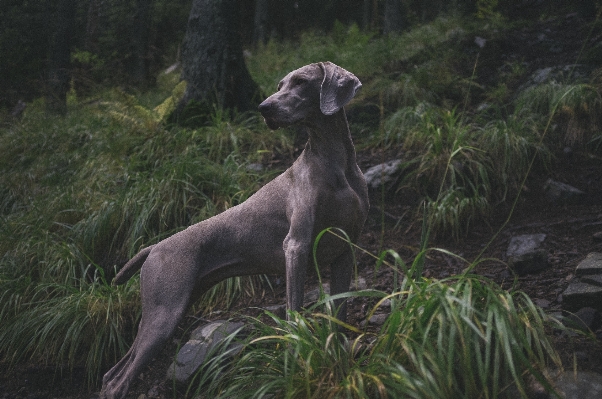 Foto Anjing satwa peliharaan mamalia