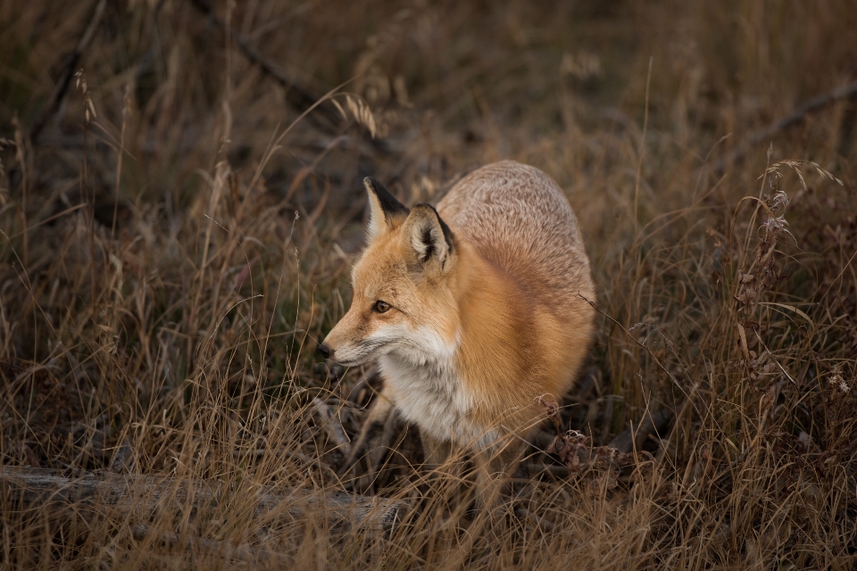 Natur prärie
 tier tierwelt