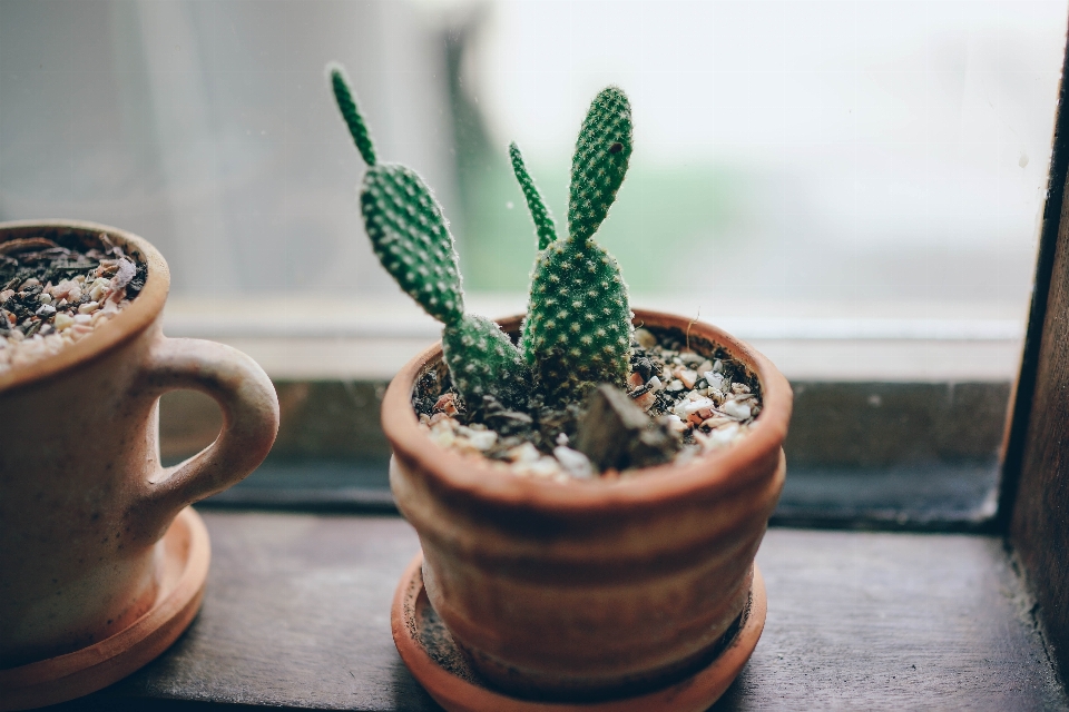 Cactus
 usine fleur pot