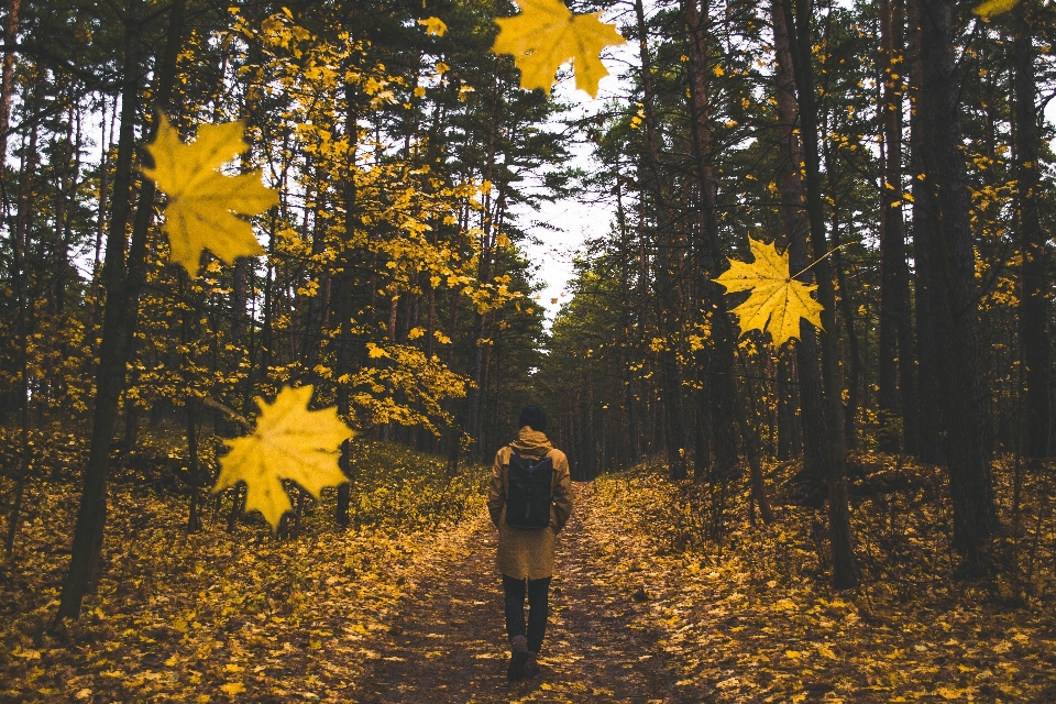 árvore natureza floresta caminho