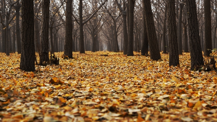 Tree forest branch plant Photo