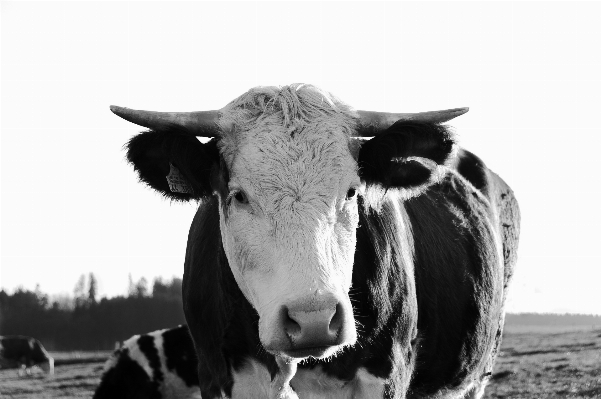 Photo Noir et blanc
 corne pâturage
 mammifère