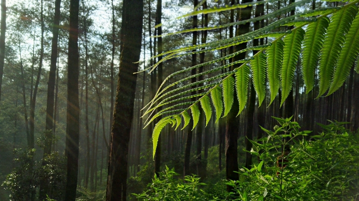 Tree nature forest branch Photo