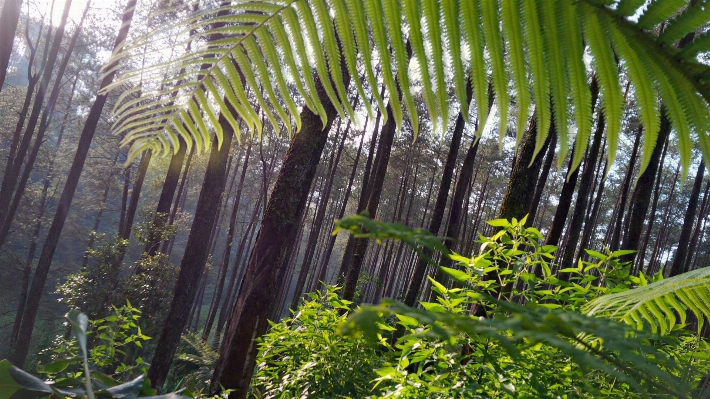 Tree forest branch plant Photo