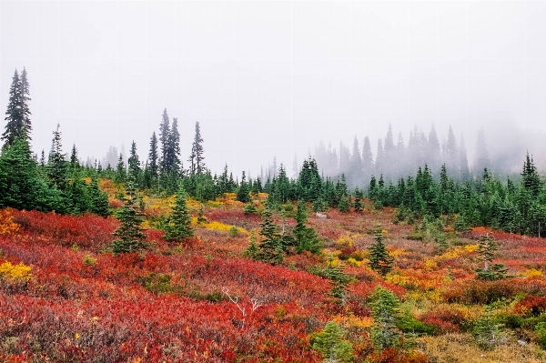 Tree forest wilderness mountain Photo