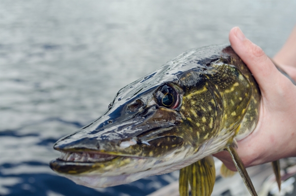 Fish northern pike recreational fishing Photo