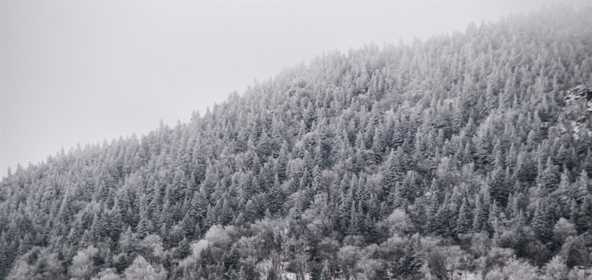 Tree nature forest wilderness Photo