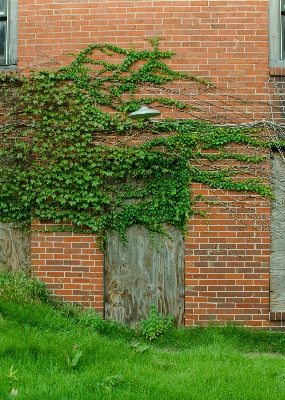 Grass fence lawn home Photo