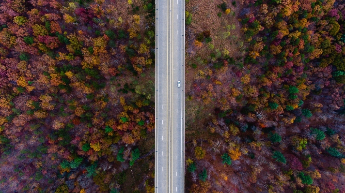 Фото дерево лес трава растение