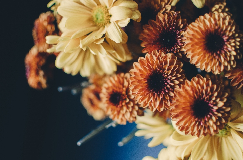 Planta fotografía flor pétalo