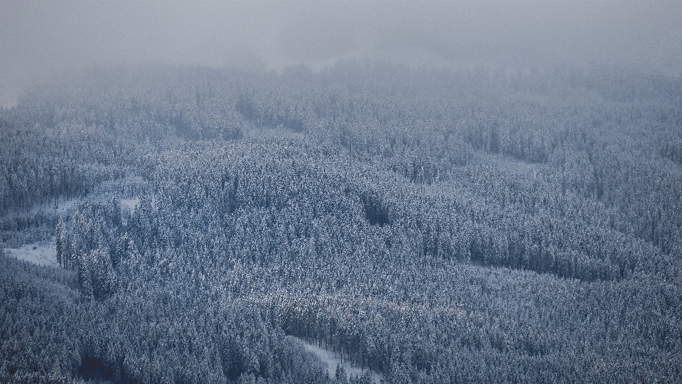 Paisaje árbol naturaleza bosque