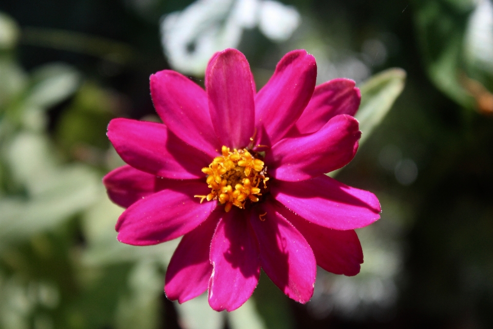 Blossom plant flower petal