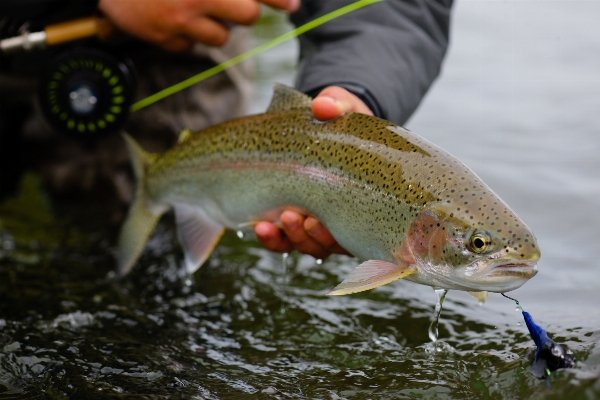 Fish marine biology trout recreational fishing Photo