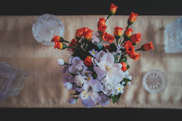 Blossom plant flower petal Photo