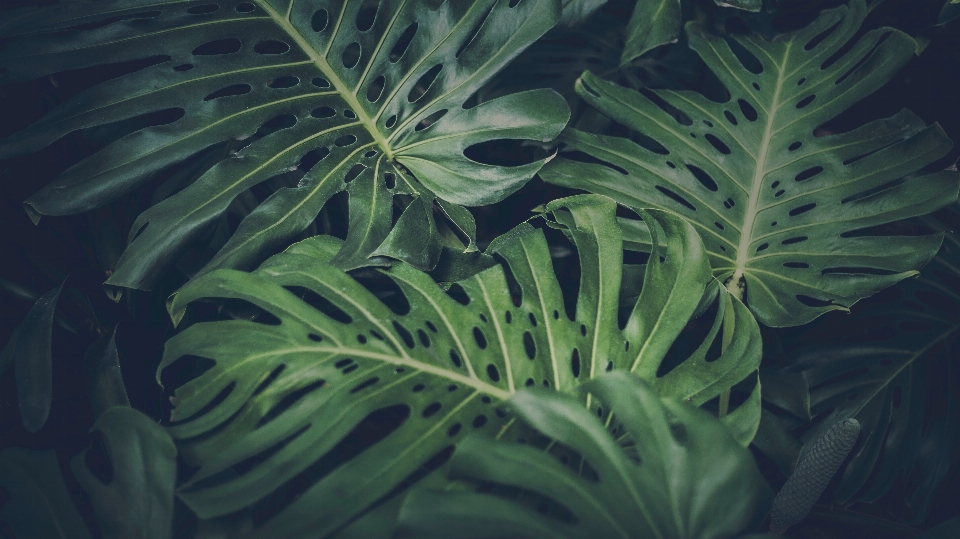 植物 葉 花 水中