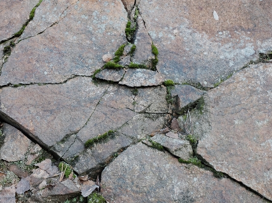 Tree rock plant leaf Photo