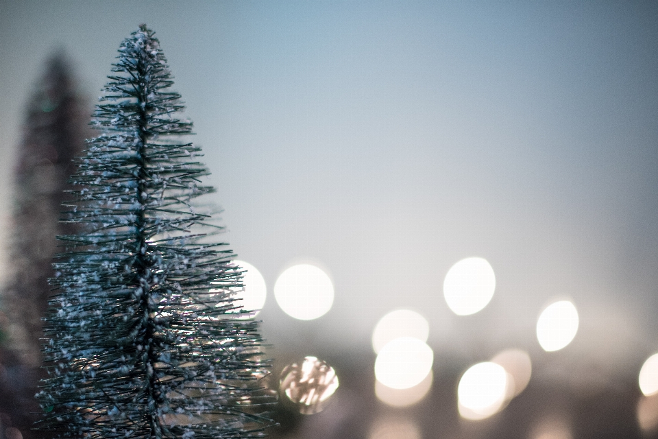 Baum zweig licht betrachtung