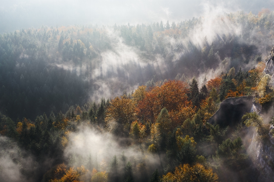 Paysage arbre nature forêt