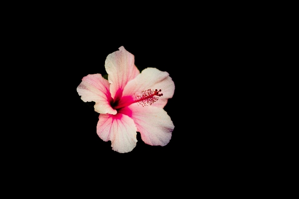 花 植物 写真撮影 花弁 写真