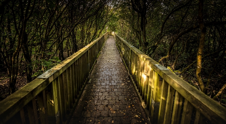 Foto árvore natureza floresta luz