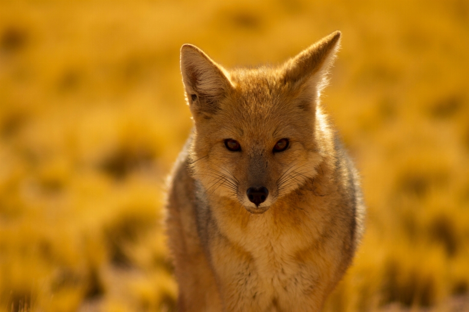 Fauna silvestre mamífero zorro coyote