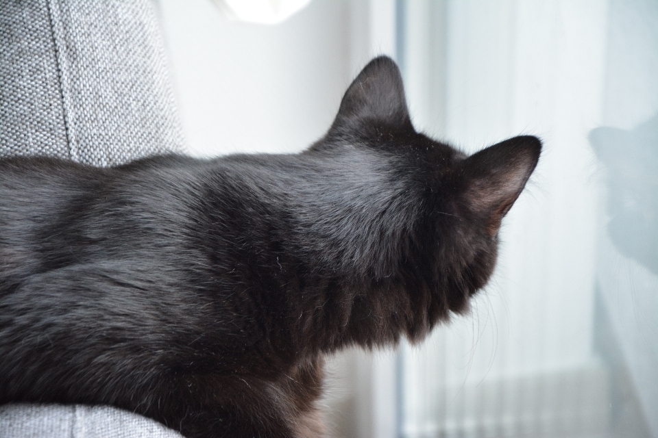 Gatinho gato mamífero preto