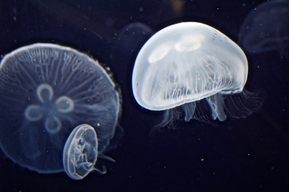 生物学 海蜇 无脊椎动物 刺胞动物
