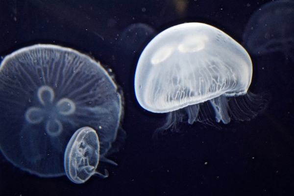 Foto Biologi ubur invertebrata cnidaria
