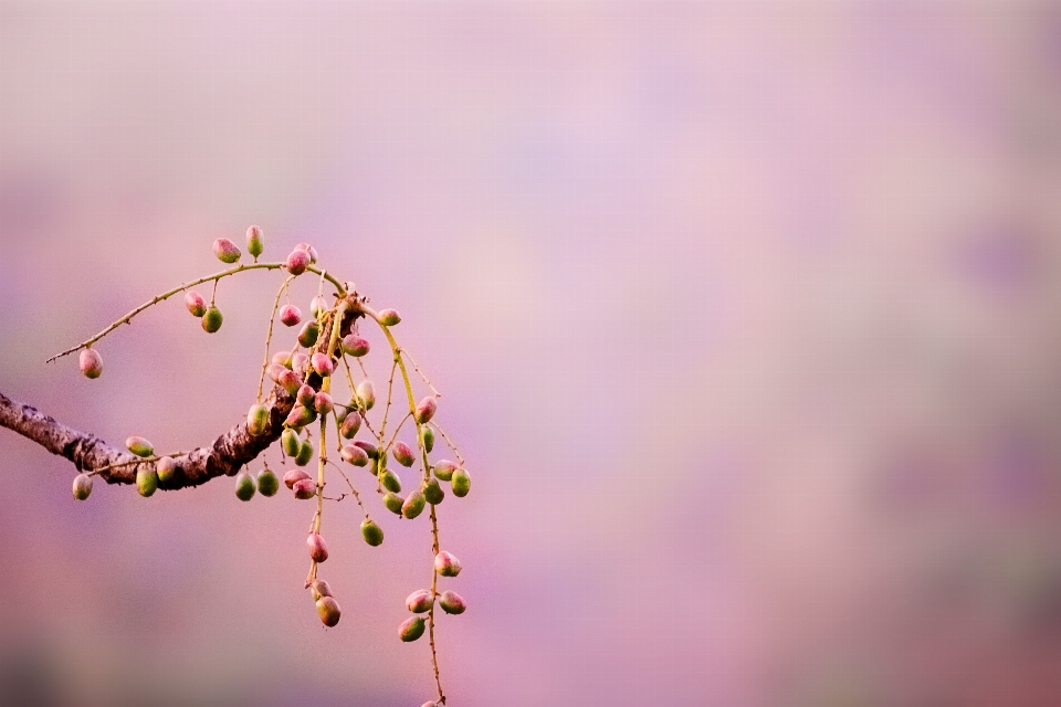 Tree nature branch blossom