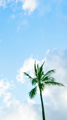 Tree nature grass horizon Photo