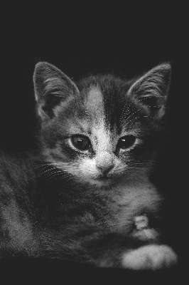 Foto Bianco e nero
 gattino gatto mammifero