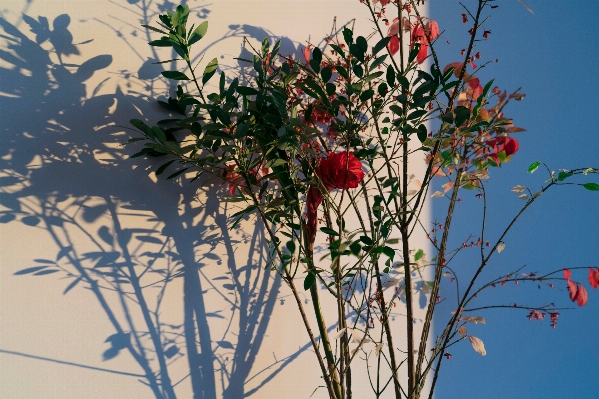 Tree branch blossom plant Photo