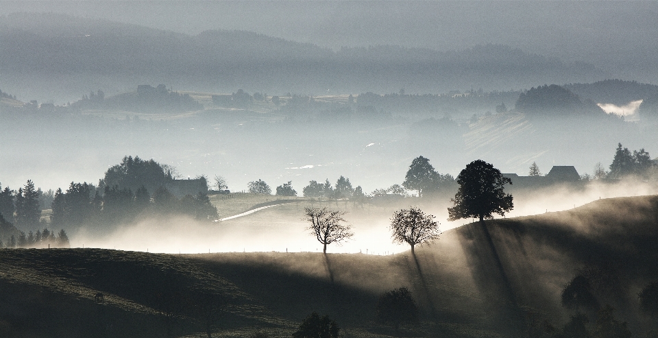 Landscape tree nature mountain