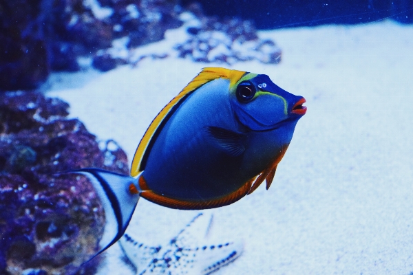 Underwater biology blue fish Photo