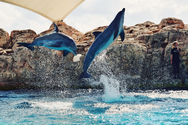 Sea mammal vertebrate dolphin Photo