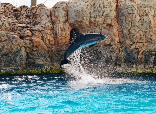 Sea mammal terrain dolphin Photo