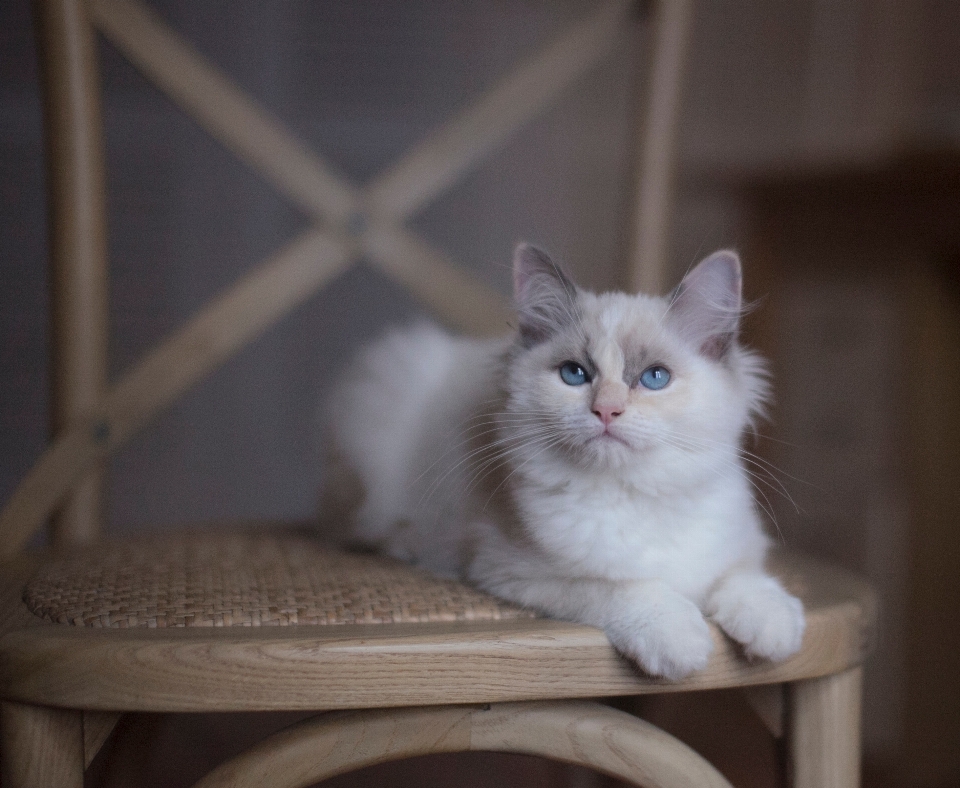 Chaton chat mammifère moustaches
