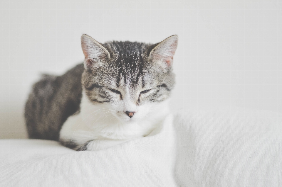 Weiss kätzchen katze säugetier