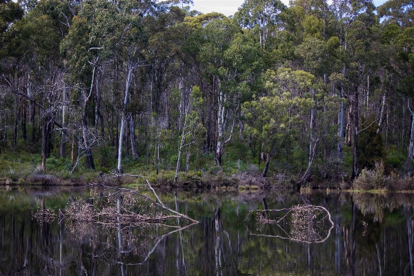 Tree forest marsh swamp Photo