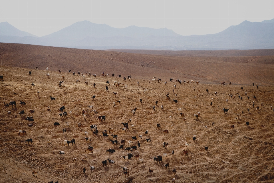 Paisaje arena desierto
 campo