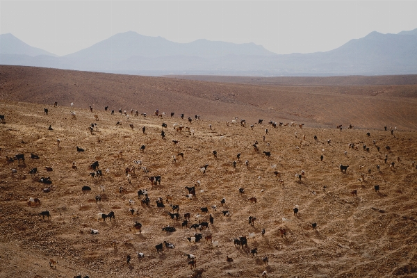 Landscape sand wilderness field Photo