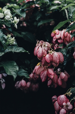 Blossom plant leaf flower Photo