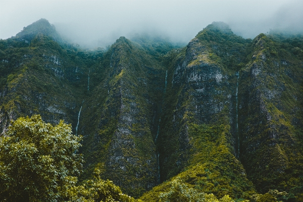 風景 木 自然 森 写真