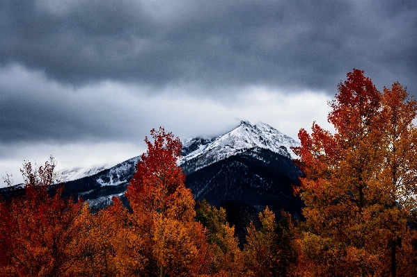 Landscape tree nature forest Photo