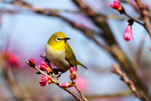 Nature branch blossom bird Photo