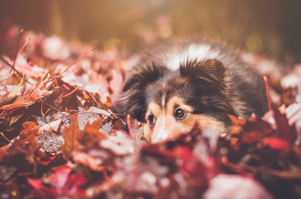 Folha flor filhote de cachorro