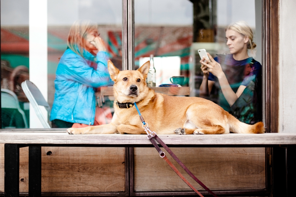 Kadın köpek dişi bayan