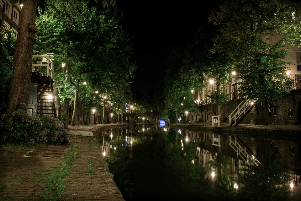 Baum licht straße nacht