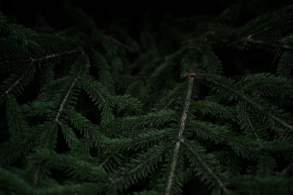 Tree forest branch plant Photo